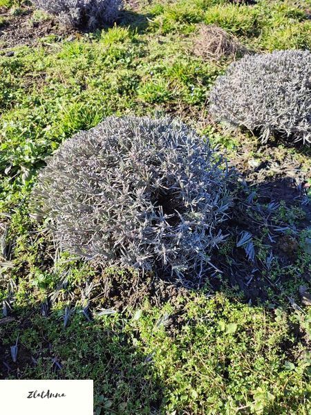Лаванда англійська вузьколиста (Lavandula angustifolia) дворічні саджанці 0048 фото