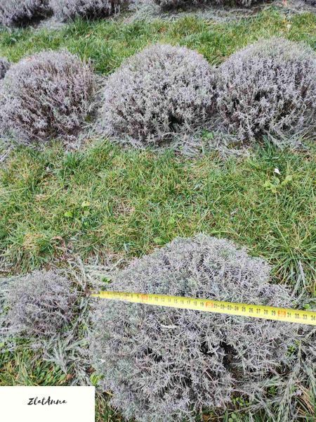 Лаванда англійська вузьколиста (Lavandula angustifolia) дворічні саджанці 0048 фото