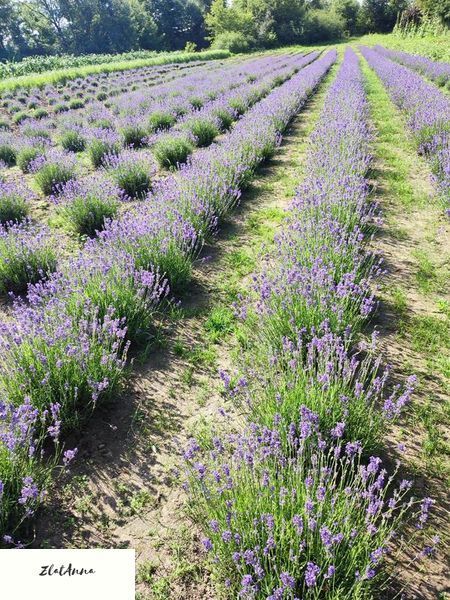 Лаванда англійська вузьколиста (Lavandula angustifolia) дворічні саджанці 0048 фото