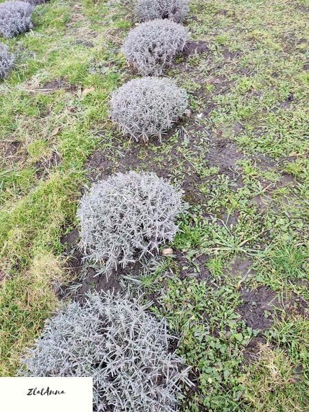 Лаванда англійська вузьколиста (Lavandula angustifolia) дворічні саджанці 0048 фото