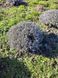 Лаванда англійська вузьколиста (Lavandula angustifolia) дворічні саджанці 0048 фото 2
