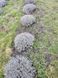 Лаванда англійська вузьколиста (Lavandula angustifolia) дворічні саджанці 0048 фото 4