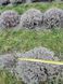 Лаванда англійська вузьколиста (Lavandula angustifolia) дворічні саджанці 0048 фото 3