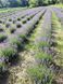 Лаванда англійська вузьколиста (Lavandula angustifolia) дворічні саджанці 0048 фото 8