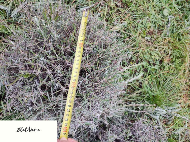 Лаванда англійська вузьколиста (Lavandula angustifolia) дворічні саджанці 0048 фото