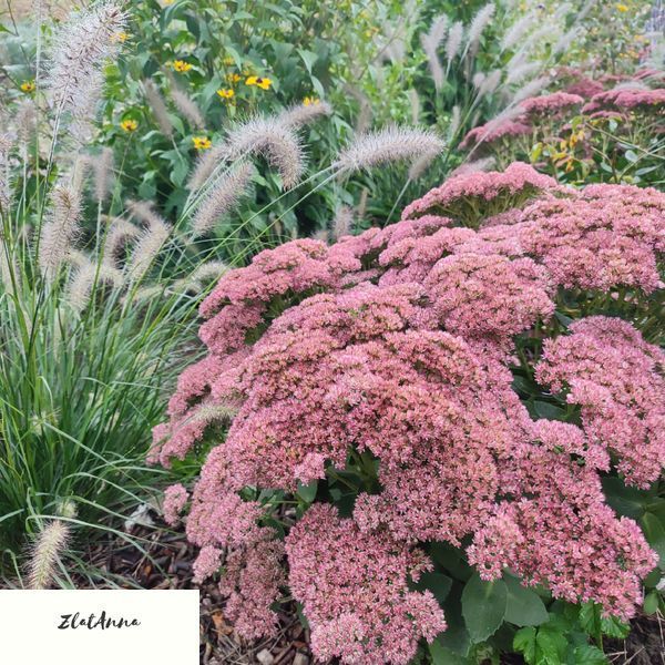 Пенісетум лисохвостовий 'Hameln'/ Pennisetum alopecuroides 0138 фото