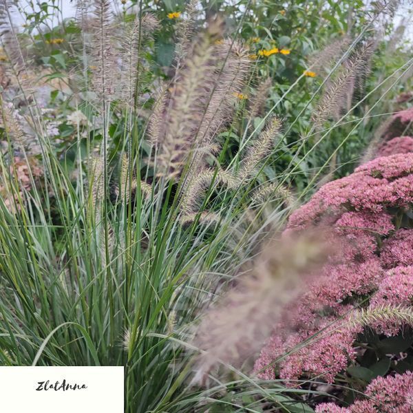 Пенісетум лисохвостовий 'Hameln'/ Pennisetum alopecuroides 0138 фото
