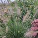 Пенісетум лисохвостовий 'Hameln'/ Pennisetum alopecuroides 0138 фото 1