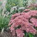Пенісетум лисохвостовий 'Hameln'/ Pennisetum alopecuroides 0138 фото 3