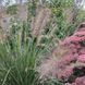 Пенісетум лисохвостовий 'Hameln'/ Pennisetum alopecuroides 0138 фото 2