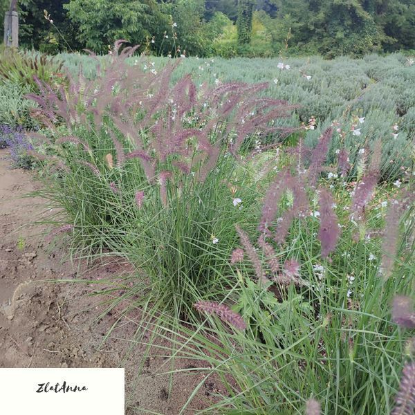 Пенісетум східний "Flamingo"/ Pennisetum oriental 0139 фото