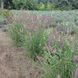 Пенісетум східний "Flamingo"/ Pennisetum oriental 0139 фото 2