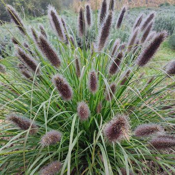 Пенісетум лисохвостовий 'Black Beauty' / Pennisetum alopecuroides 0140 фото