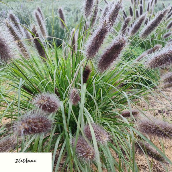 Пенісетум лисохвостовий 'Black Beauty' / Pennisetum alopecuroides 0140 фото