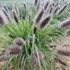 Пенісетум лисохвостовий 'Black Beauty' / Pennisetum alopecuroides 0140 фото 2