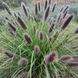 Пенісетум лисохвостовий 'Black Beauty' / Pennisetum alopecuroides 0140 фото 1