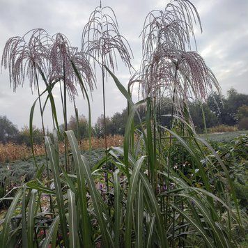 Міскантус гібридний 'Memory' / Miscanthus Sinensis 0141 фото