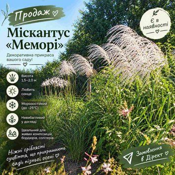 Міскантус гібридний 'Memory' / Miscanthus Sinensis 0141 фото