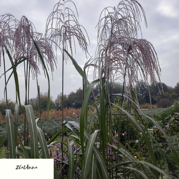 Міскантус гібридний 'Memory' / Miscanthus Sinensis 0141 фото