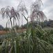Міскантус гібридний 'Memory' / Miscanthus Sinensis 0141 фото 1