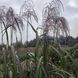 Міскантус гібридний 'Memory' / Miscanthus Sinensis 0141 фото 2