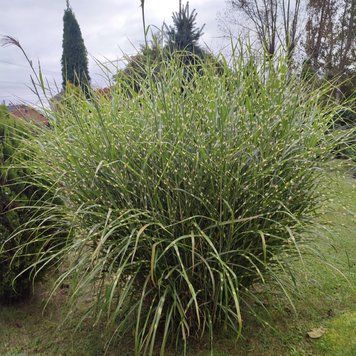 Міскантус китайський 'Zebrinus' / Miscanthus sinensis 0142 фото