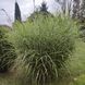 Міскантус китайський 'Zebrinus' / Miscanthus sinensis 0142 фото 1