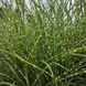 Міскантус китайський 'Zebrinus' / Miscanthus sinensis 0142 фото 2