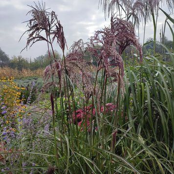 Міскантус китайський 'Boucle' / Miscanthus sinensis 0143 фото