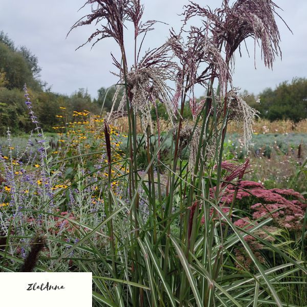 Міскантус китайський 'Boucle' / Miscanthus sinensis 0143 фото