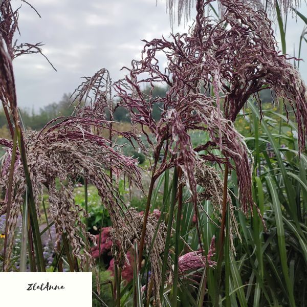 Міскантус китайський 'Boucle' / Miscanthus sinensis 0143 фото