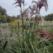Міскантус китайський 'Boucle' / Miscanthus sinensis 0143 фото 3