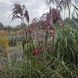 Міскантус китайський 'Boucle' / Miscanthus sinensis 0143 фото 1