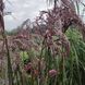 Міскантус китайський 'Boucle' / Miscanthus sinensis 0143 фото 2