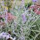 Перовскія лебедолиста "Blue Spire"/ Perovskia atriplicifolia 0144 фото 2