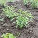 Перовскія лебедолиста "Blue Spire"/ Perovskia atriplicifolia 0144 фото 3