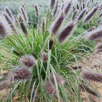 Пенісетум лисохвостовий 'Moudry' / Pennisetum alopecuroides  0145 фото