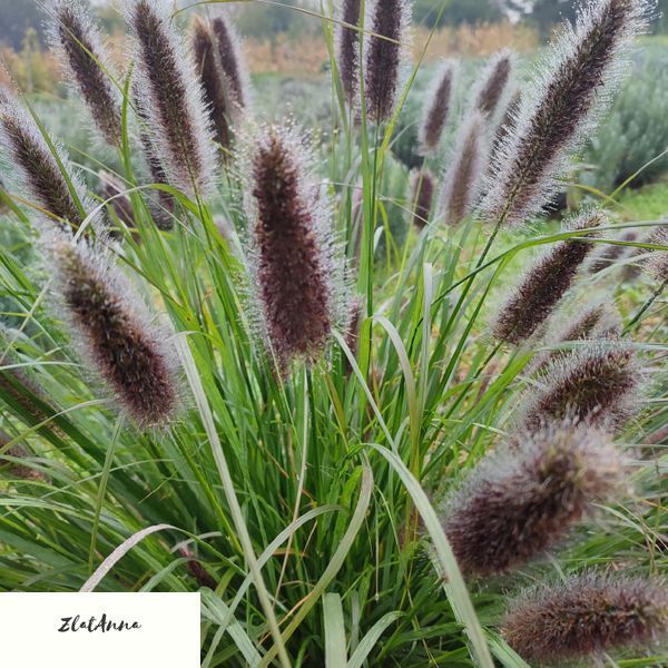 Пенісетум лисохвостовий 'Moudry' / Pennisetum alopecuroides  0145 фото