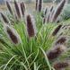 Пенісетум лисохвостовий 'Moudry' / Pennisetum alopecuroides  0145 фото 2