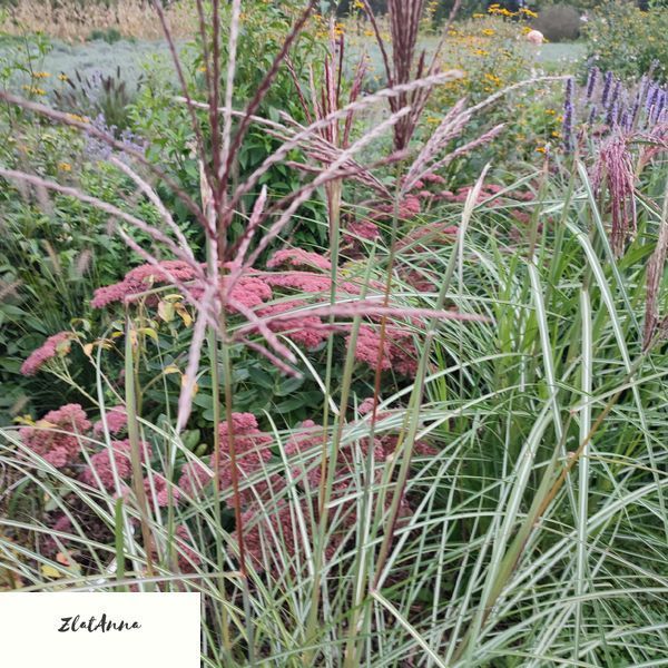 Міскантус китайський "Gnome" / Miscanthus sinensis 0146 фото