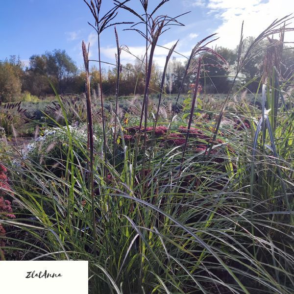 Міскантус китайський "Gnome" / Miscanthus sinensis 0146 фото