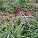 Міскантус китайський "Gnome" / Miscanthus sinensis 0146 фото 1