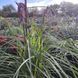 Міскантус китайський 'Red Chief' / Miscanthus sinensis 0147 фото 1