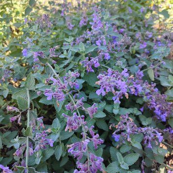 Котовник Фассена "Six Hills Giant" / Nepeta&times;faassenii 0148 фото