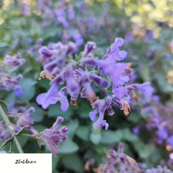 Котовник Фассена "Six Hills Giant" / Nepeta&times;faassenii 0148 фото