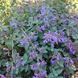 Котовник Фассена "Six Hills Giant" / Nepeta&times;faassenii 0148 фото 1