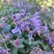 Котовник Фассена "Six Hills Giant" / Nepeta&times;faassenii 0148 фото 2