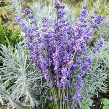 Лаванда вузьколиста Hidcote  / Lavandula angustifolia однорічні саджанці 0149 фото
