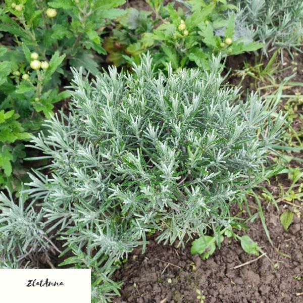 Лаванда вузьколиста Hidcote  / Lavandula angustifolia однорічні саджанці 0149 фото