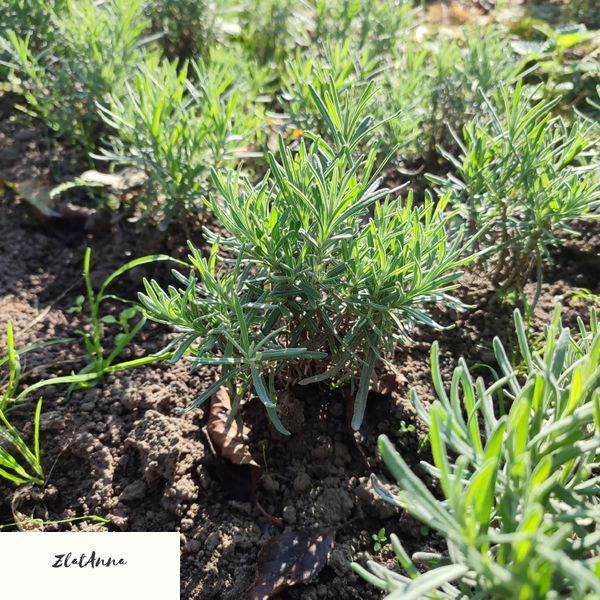 Лаванда вузьколиста Hidcote  / Lavandula angustifolia однорічні саджанці 0149 фото
